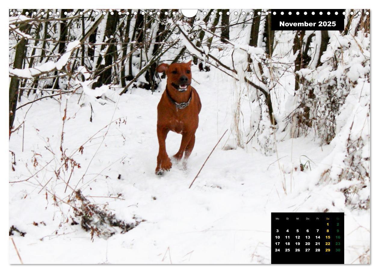 Bild: 9783383939457 | Rhodesian Ridgeback, Charmante Herzensbrecher (Wandkalender 2025...