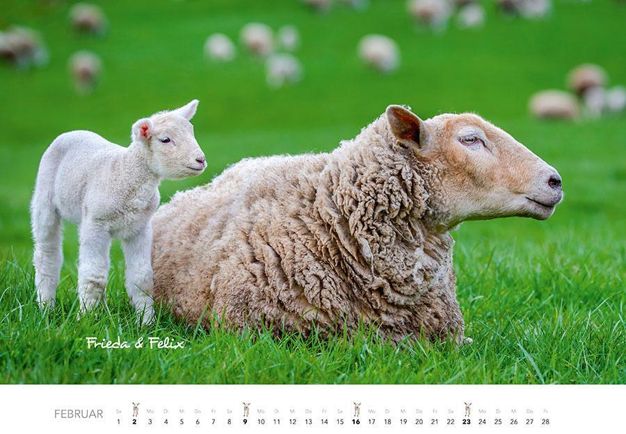 Bild: 9783966648349 | Tierkinder auf dem Bauernhof Kalender 2025 | J. -L. Klein (u. a.)