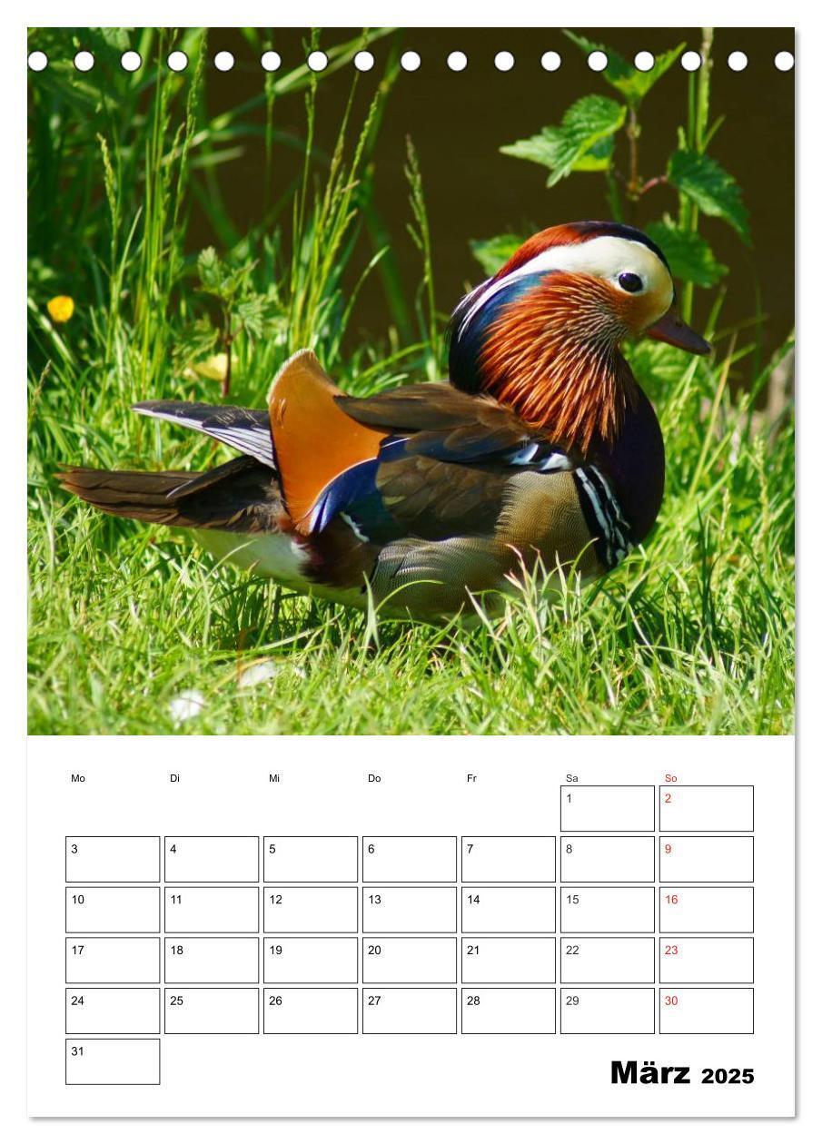 Bild: 9783457000076 | Liebenswerte Enten (Tischkalender 2025 DIN A5 hoch), CALVENDO...