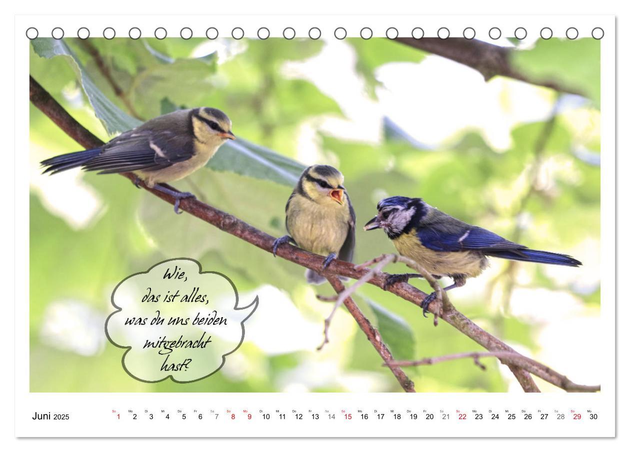 Bild: 9783435113446 | Vögel mit Humor (Tischkalender 2025 DIN A5 quer), CALVENDO...