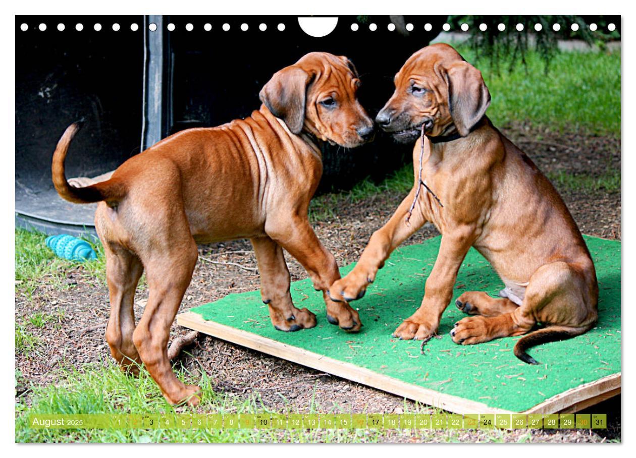 Bild: 9783435369614 | Rhodesian Ridgeback - Moments (Wandkalender 2025 DIN A4 quer),...