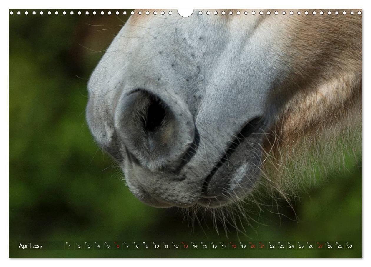 Bild: 9783435753994 | Fjordpferde - Norweger (Wandkalender 2025 DIN A3 quer), CALVENDO...