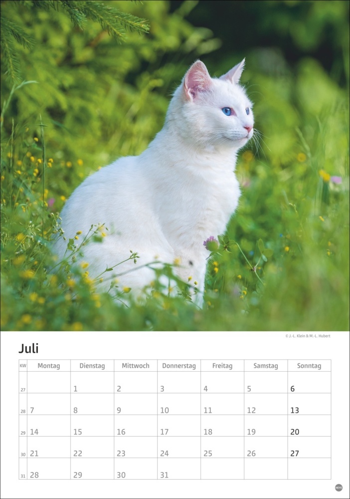 Bild: 9783756405589 | Katzen Kalender 2025 | Kalender | Spiralbindung | 13 S. | Deutsch