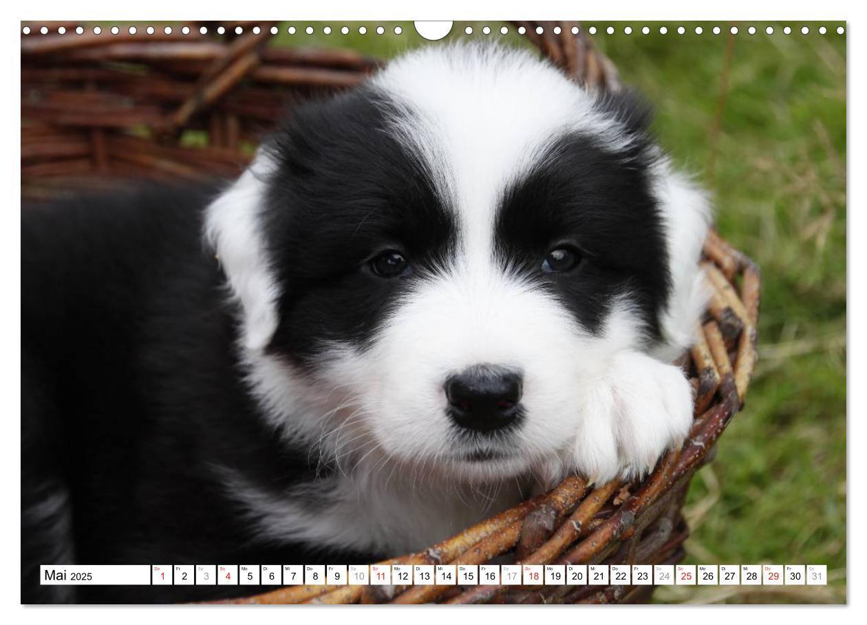 Bild: 9783435833665 | Border Collie Welpen (Wandkalender 2025 DIN A3 quer), CALVENDO...