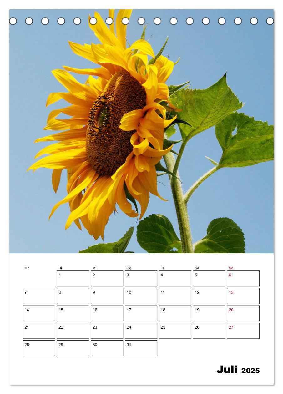 Bild: 9783435969807 | Leuchtende Sonnenblumen (Tischkalender 2025 DIN A5 hoch), CALVENDO...