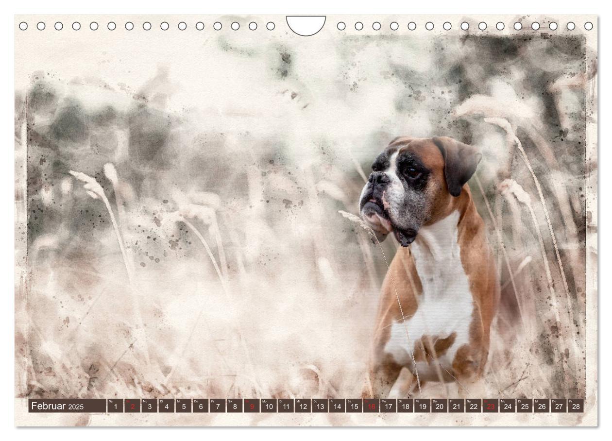 Bild: 9783435134700 | Boxer Photo&amp;Kunst (Wandkalender 2025 DIN A4 quer), CALVENDO...