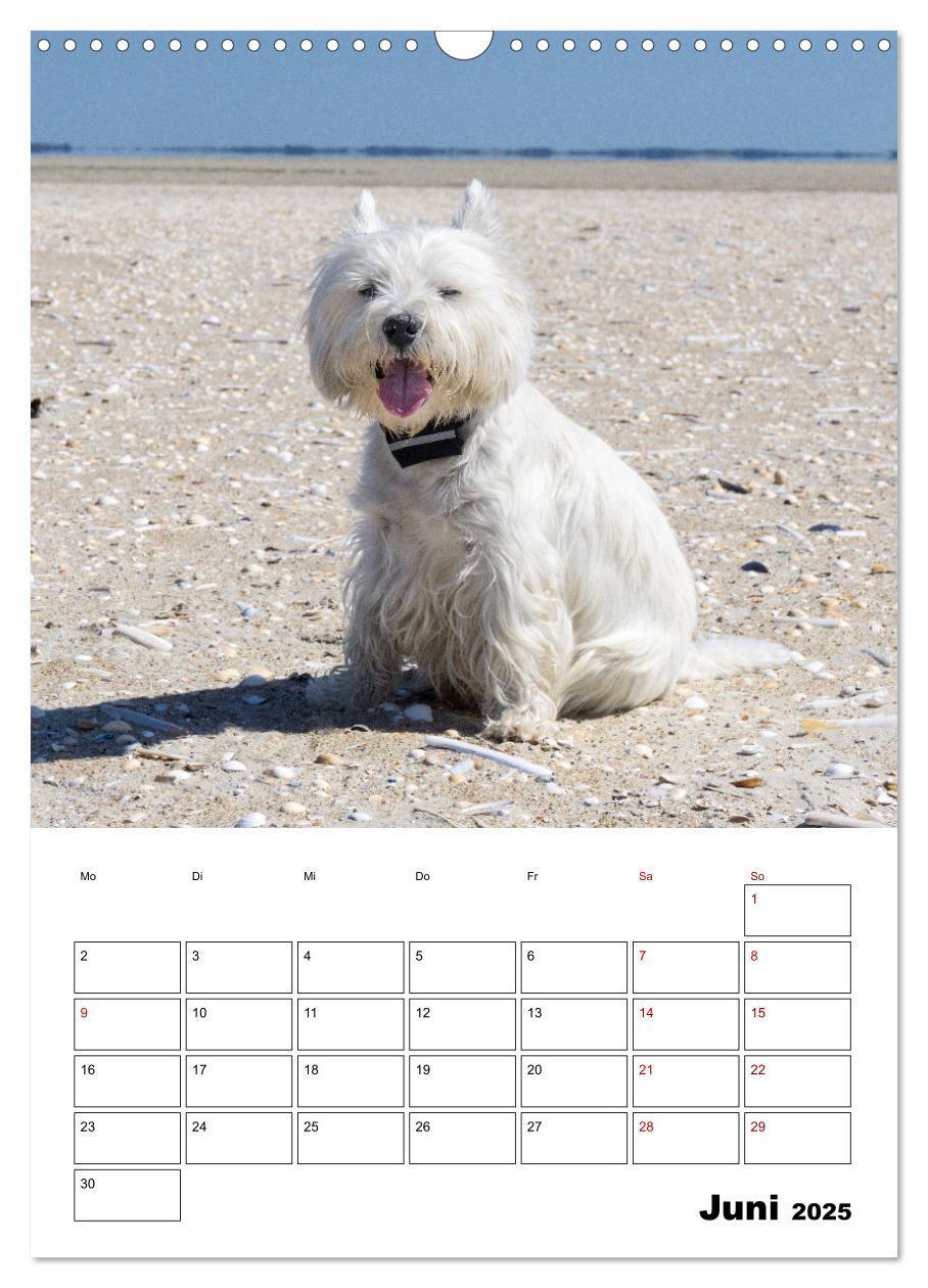 Bild: 9783435887842 | West Highland White Terrier - Herzensbrecher auf vier Pfoten...