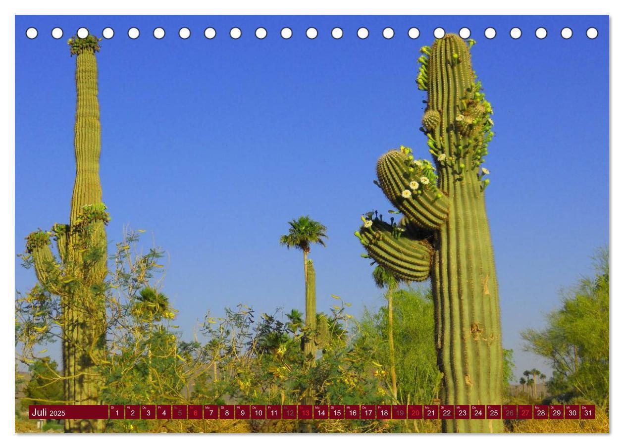 Bild: 9783435740253 | Arizona ¿ Impressionen (Tischkalender 2025 DIN A5 quer), CALVENDO...