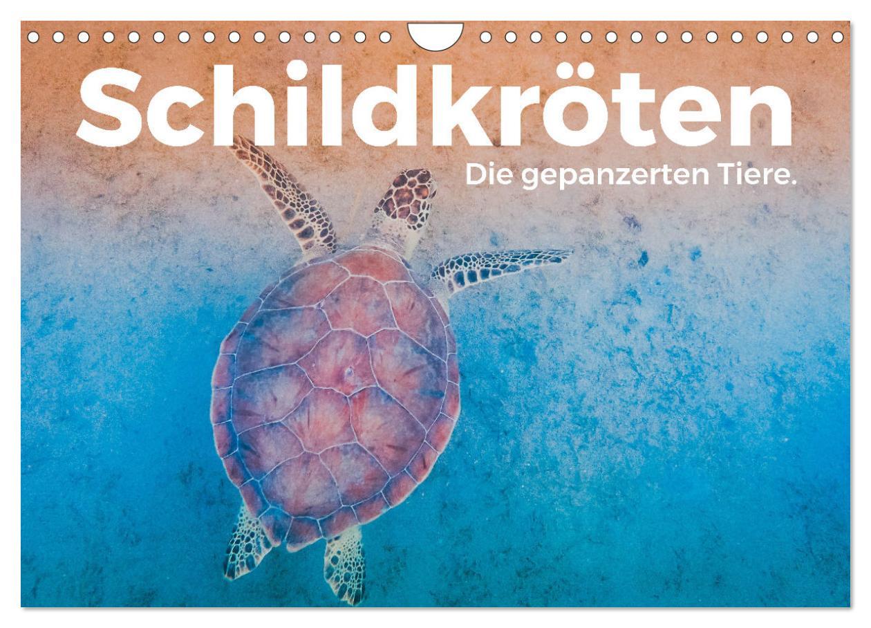 Cover: 9783383997839 | Schildkröten - Die gepanzerten Tiere. (Wandkalender 2025 DIN A4...