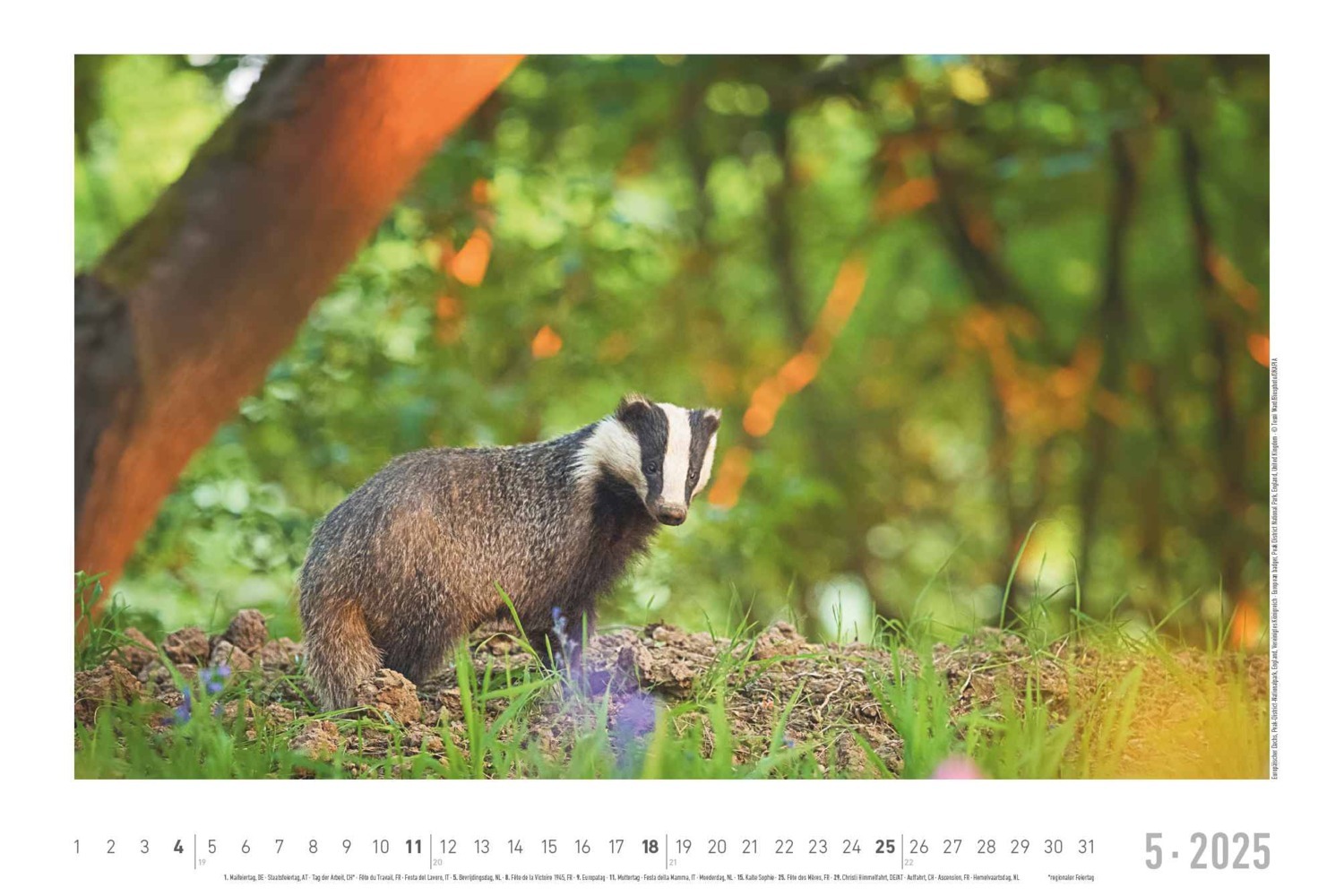 Bild: 4251732342197 | Lebensraum Wald 2025 - Bildkalender 49,5x33 cm - Tiere und Pflanzen...