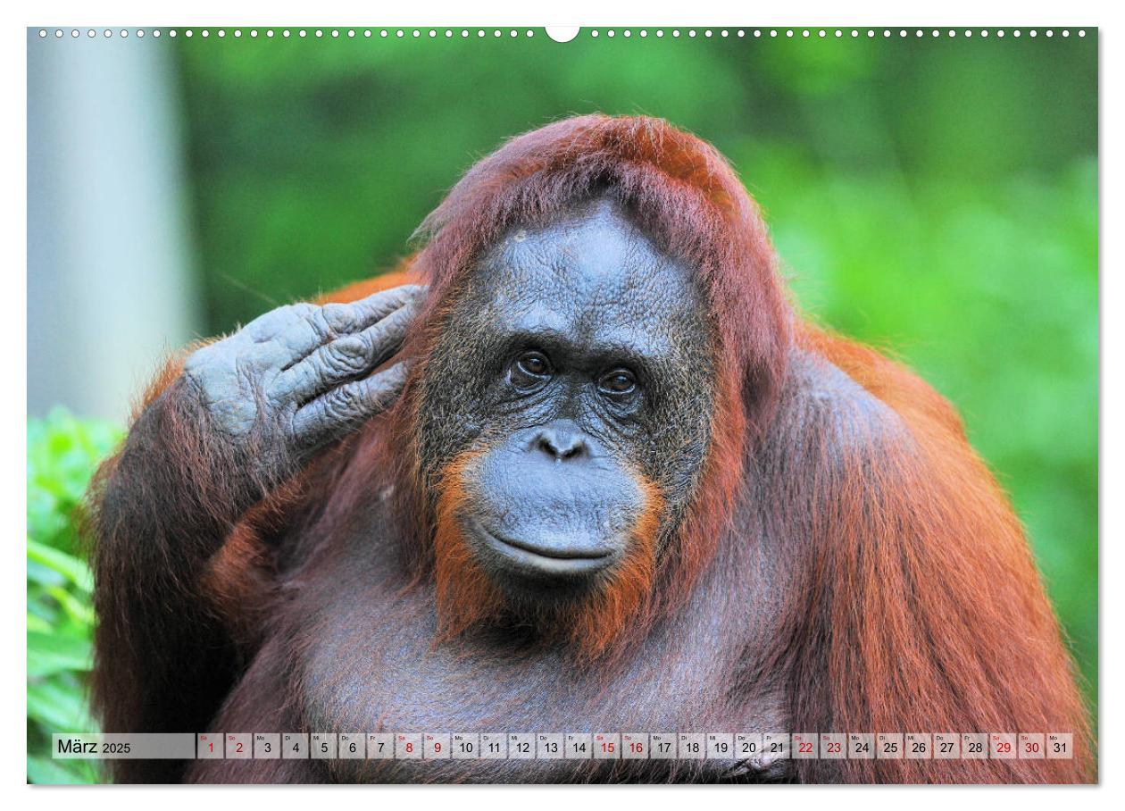 Bild: 9783435227280 | Orang Utans: Zu Besuch im Regenwald (Wandkalender 2025 DIN A2...