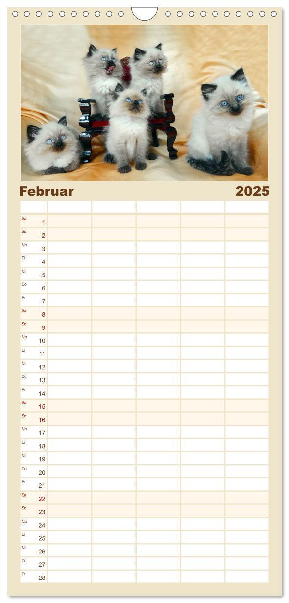 Bild: 9783457123881 | Familienplaner 2025 - Katzenparade mit 5 Spalten (Wandkalender, 21...