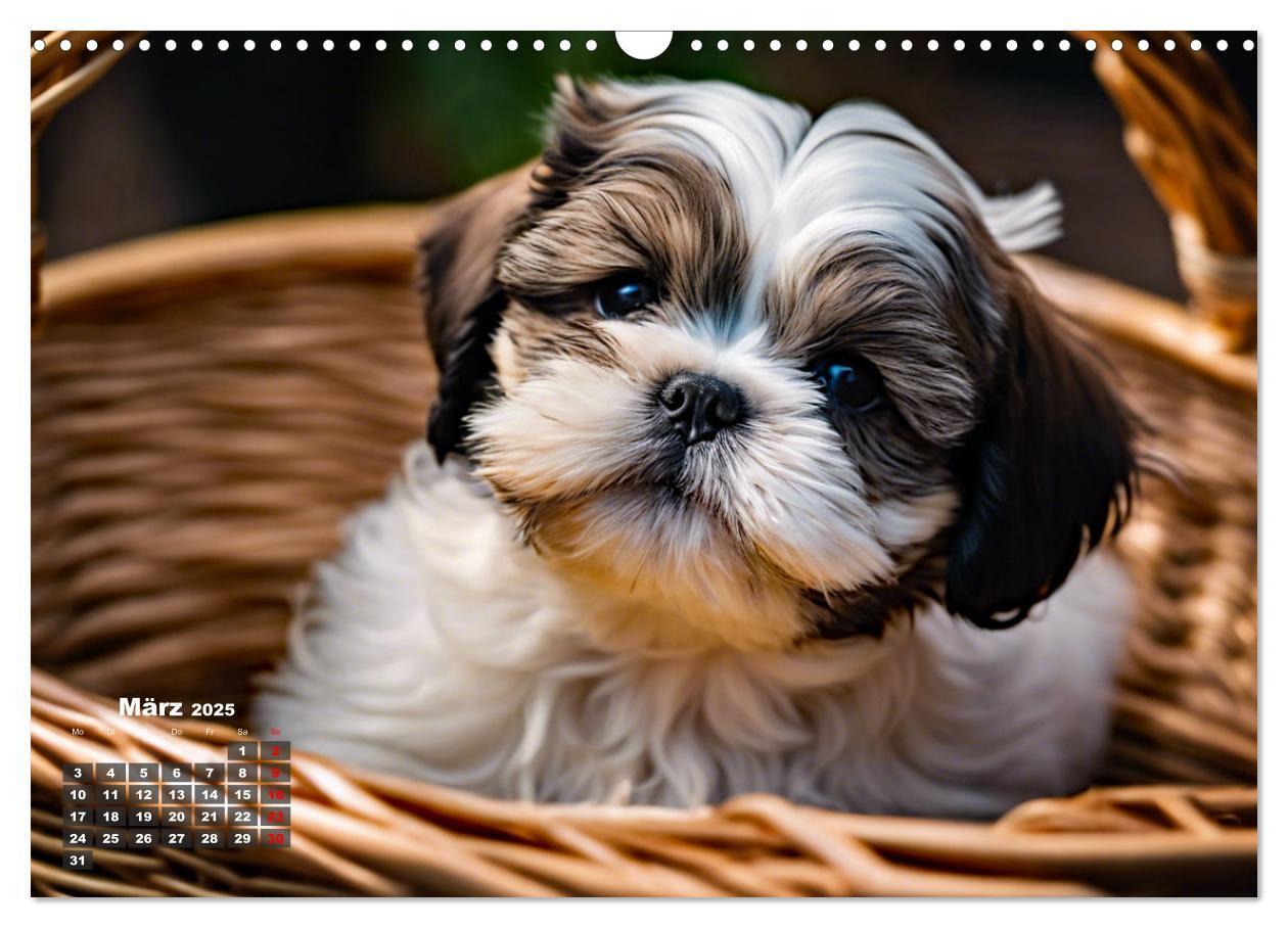 Bild: 9783435646555 | Shih Tzu - der wuschelige Hund aus Tibet (Wandkalender 2025 DIN A3...