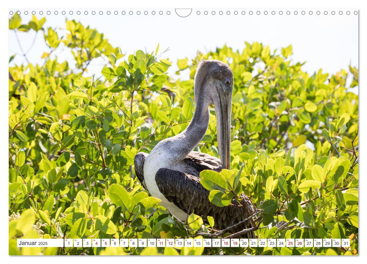 Bild: 9783435324118 | Galapagos-Inseln - Ein Paradies für Tiere (Wandkalender 2025 DIN A3...