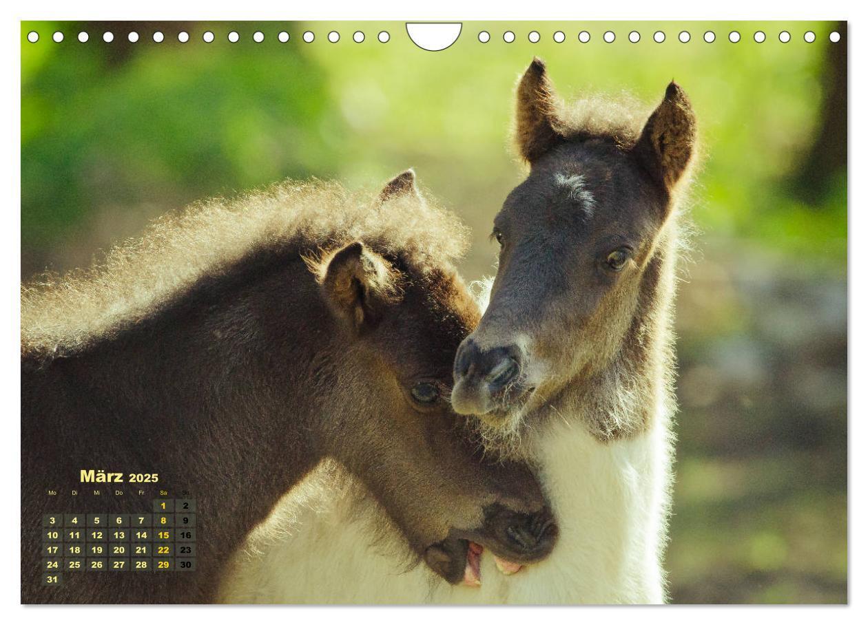 Bild: 9783435215553 | Wunderbare Fohlen (Wandkalender 2025 DIN A4 quer), CALVENDO...