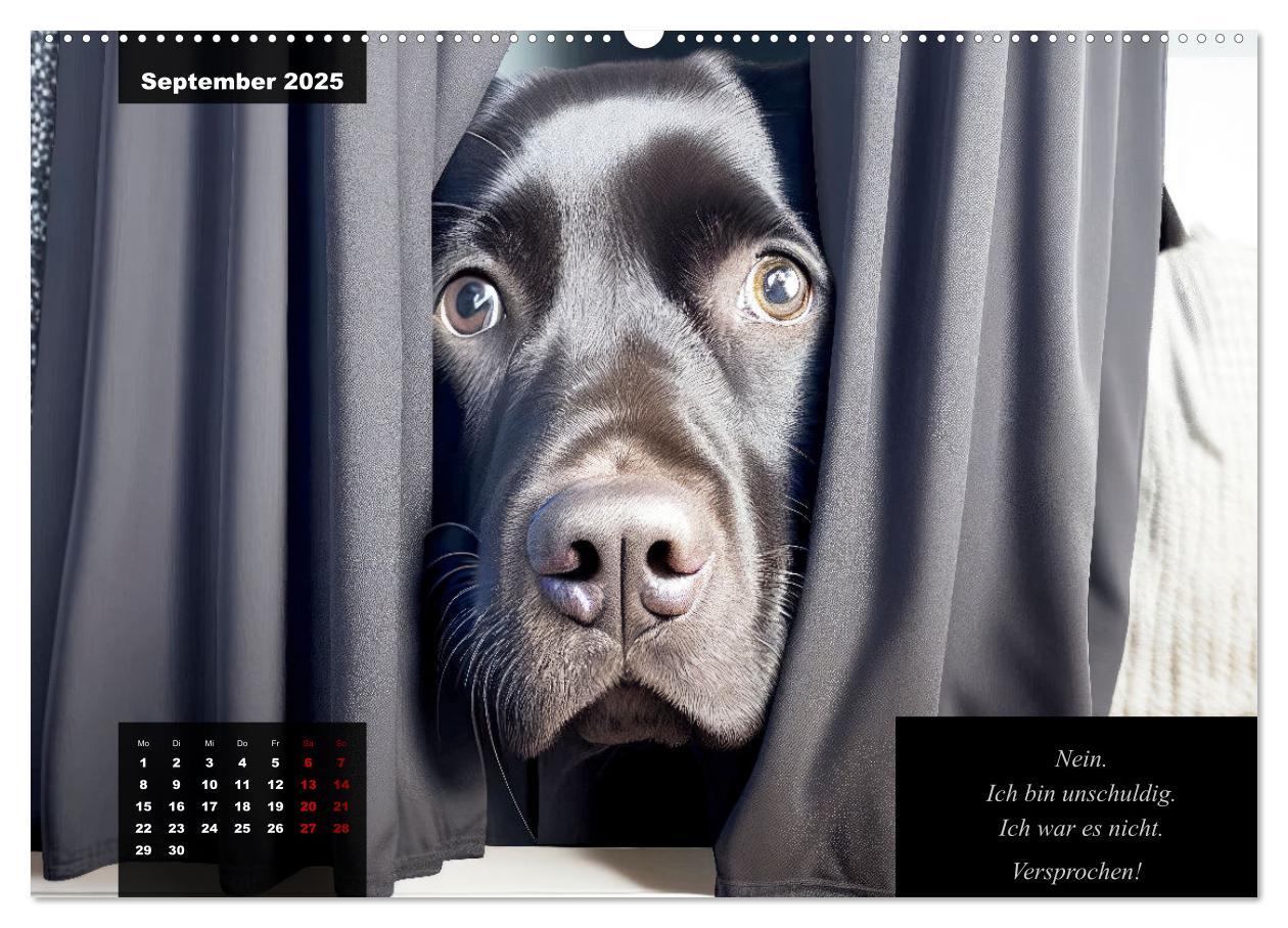 Bild: 9783435367535 | Der witzige Labrador-Kalender (Wandkalender 2025 DIN A2 quer),...