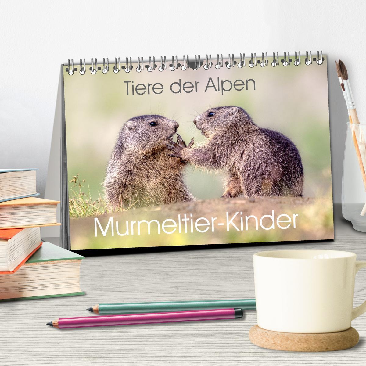 Bild: 9783457164013 | Tiere der Alpen - Murmeltier-Kinder (Tischkalender 2025 DIN A5...