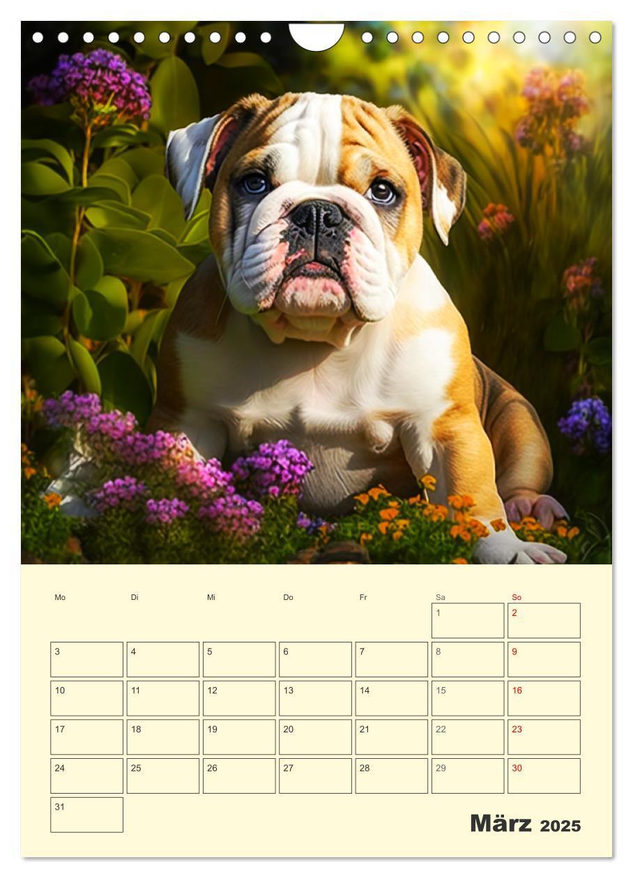 Bild: 9783435871605 | English Bulldogs. Fröhliche Dickköpfe mit Charakter (Wandkalender...