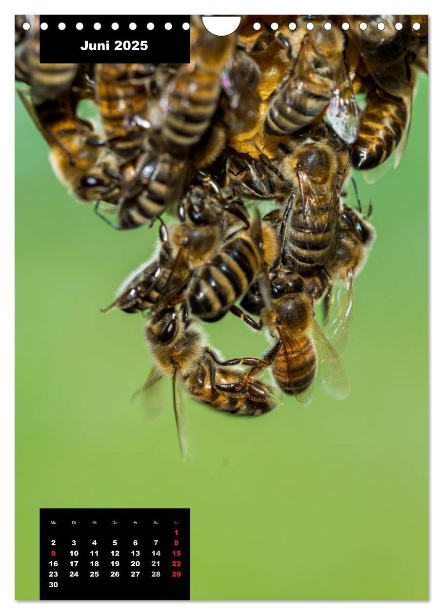 Bild: 9783457038956 | Bienen in ihrem geheimen Reich (Wandkalender 2025 DIN A4 hoch),...