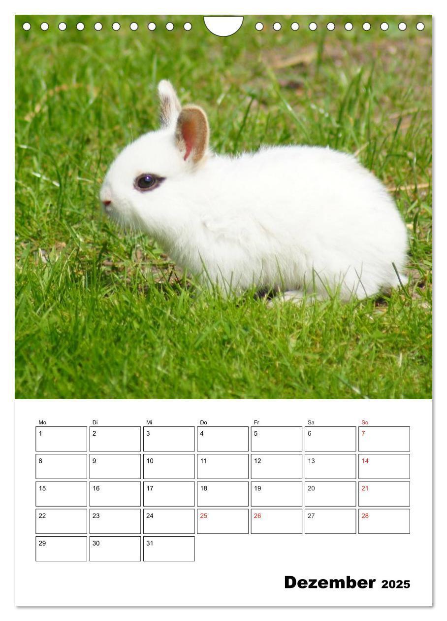 Bild: 9783457013236 | Kaninchen Terminplaner (Wandkalender 2025 DIN A4 hoch), CALVENDO...