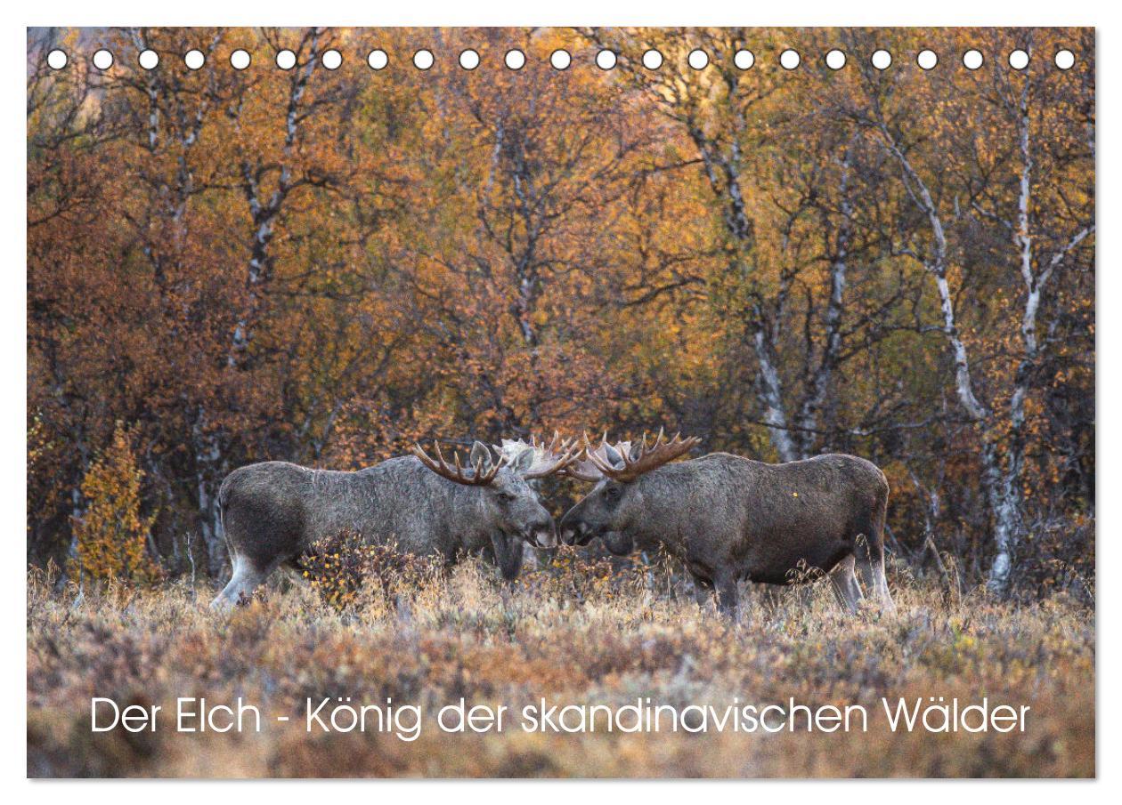 Cover: 9783383947124 | Der Elch - König der skandinavischen Wälder (Tischkalender 2025 DIN...