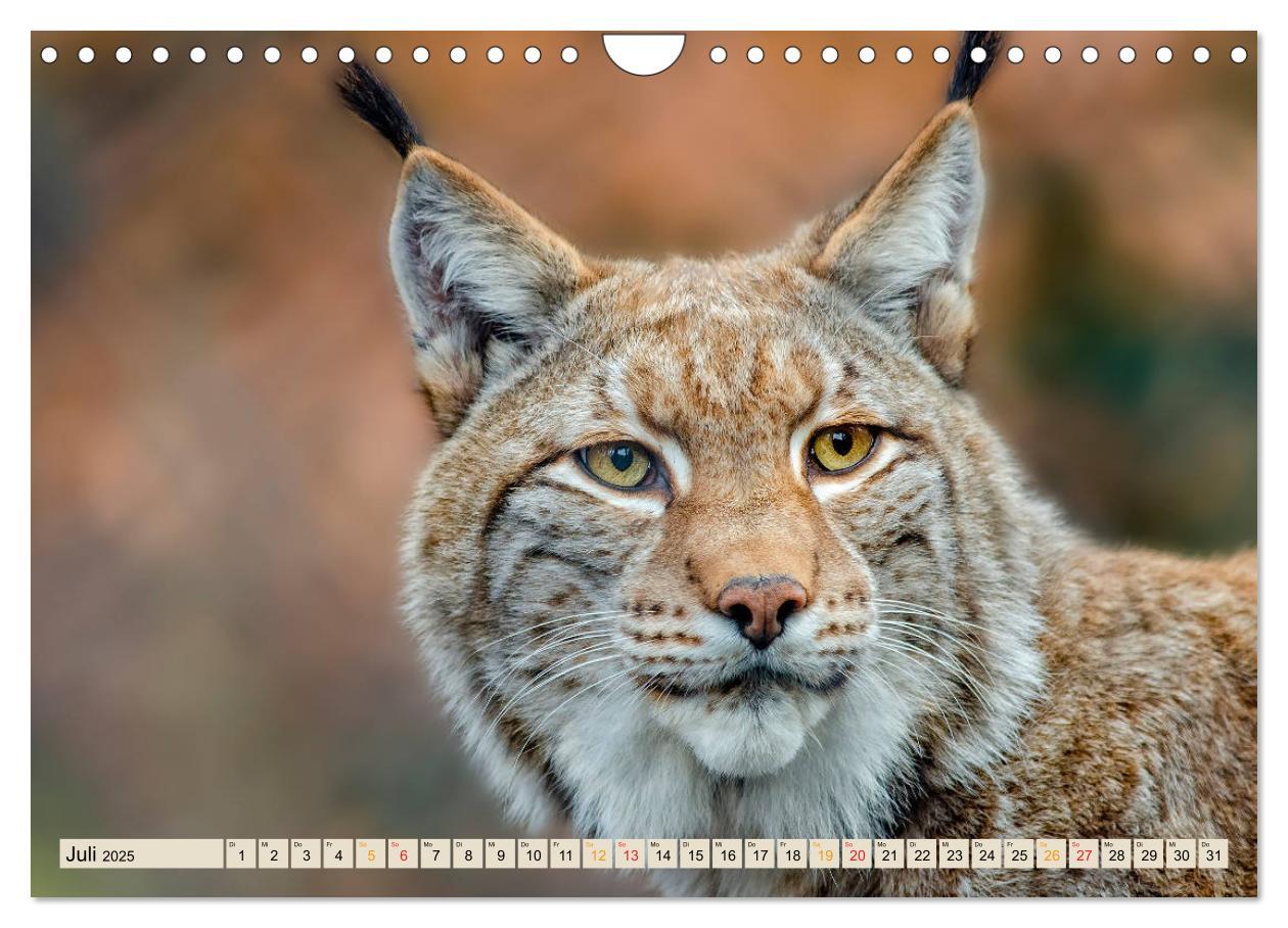 Bild: 9783435118601 | Raubkatze Luchs (Wandkalender 2025 DIN A4 quer), CALVENDO...