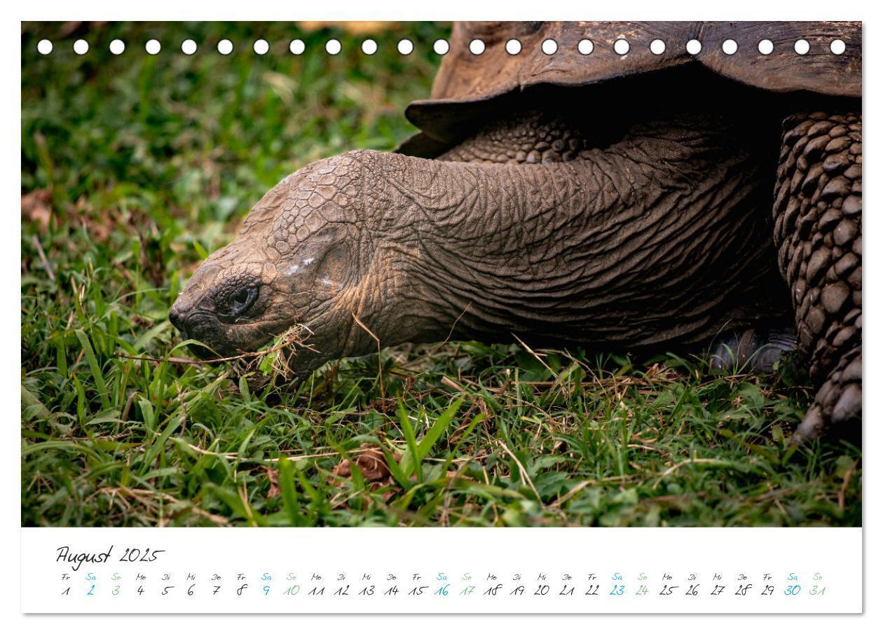 Bild: 9783383883361 | Die Riesenschildkröten der Galapagos Inseln (Tischkalender 2025 DIN...