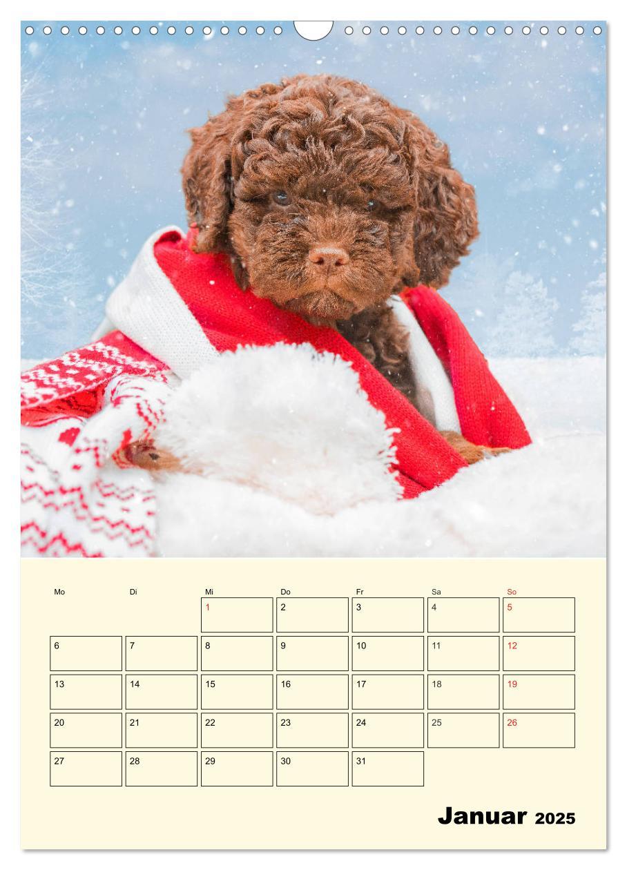 Bild: 9783435952236 | Jahresplaner Lagotto Romagnolo Welpen (Wandkalender 2025 DIN A3...