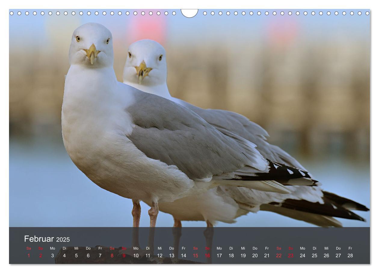 Bild: 9783383926143 | Strand und Küste - Möwen (Wandkalender 2025 DIN A3 quer), CALVENDO...