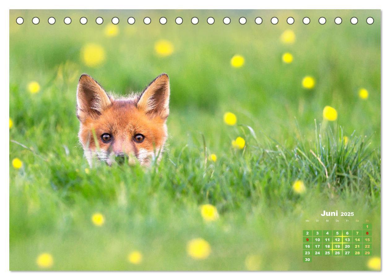 Bild: 9783383819629 | Der Fuchs: Kluger Jäger (Tischkalender 2025 DIN A5 quer), CALVENDO...