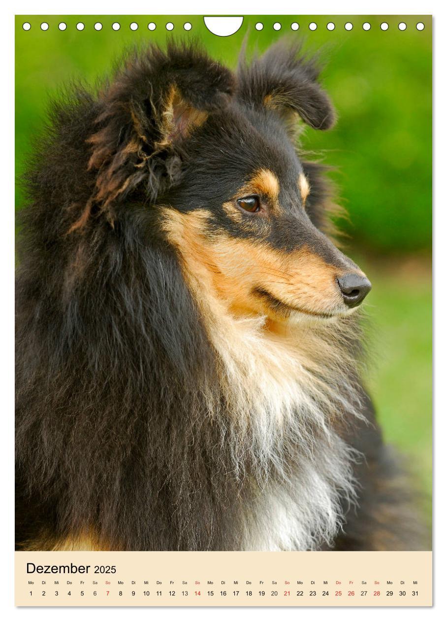 Bild: 9783435960545 | Sheltie - Wirbelwind auf 4 Pfoten (Wandkalender 2025 DIN A4 hoch),...