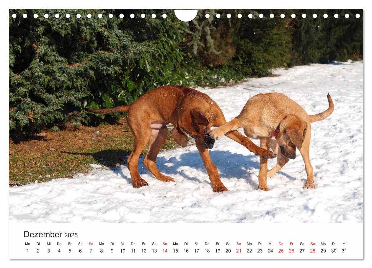 Bild: 9783435482894 | Rhodesian Ridgeback Schönheit aus Afrika (Wandkalender 2025 DIN A4...