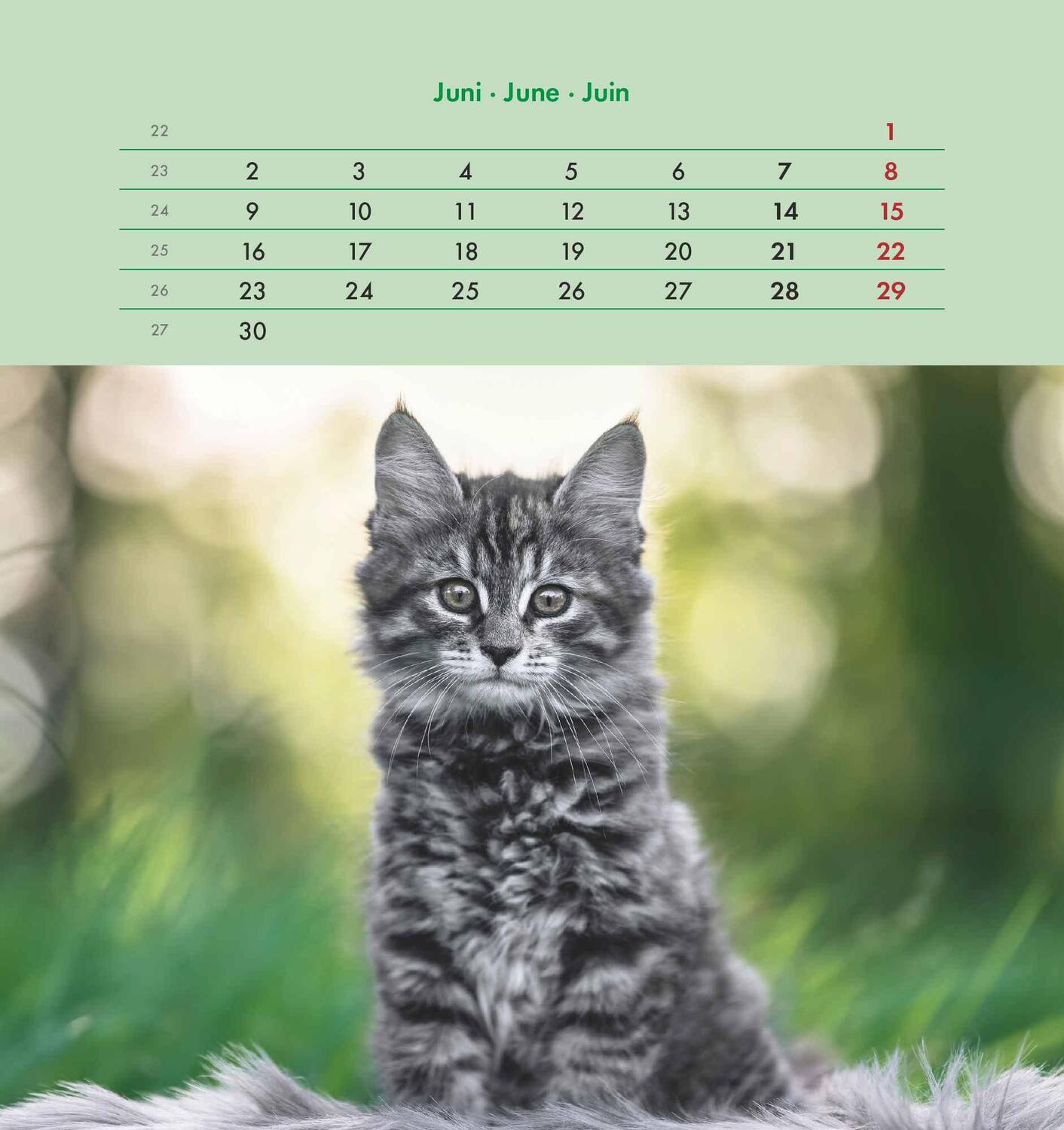 Bild: 4251732342296 | Schmusekatzen 2025 - Postkartenkalender 16x17 cm - Katzen - zum...