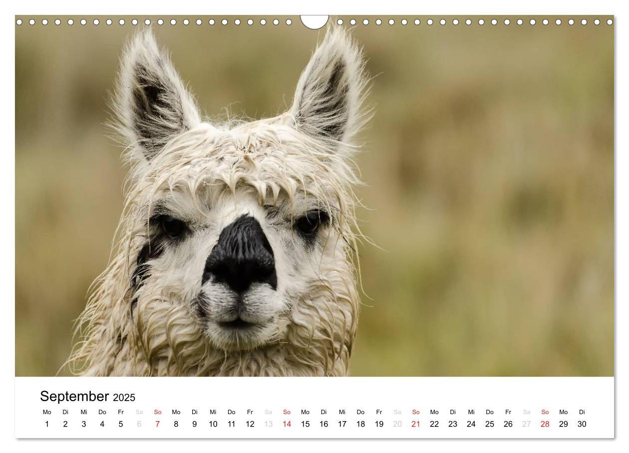 Bild: 9783435724444 | Peru - Land der Inkas und Alpakas (Wandkalender 2025 DIN A3 quer),...