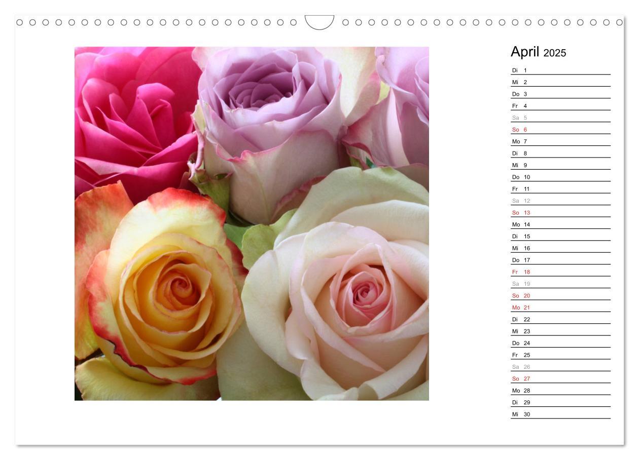 Bild: 9783435467761 | Die vielen Gesichter der Rosen (Wandkalender 2025 DIN A3 quer),...