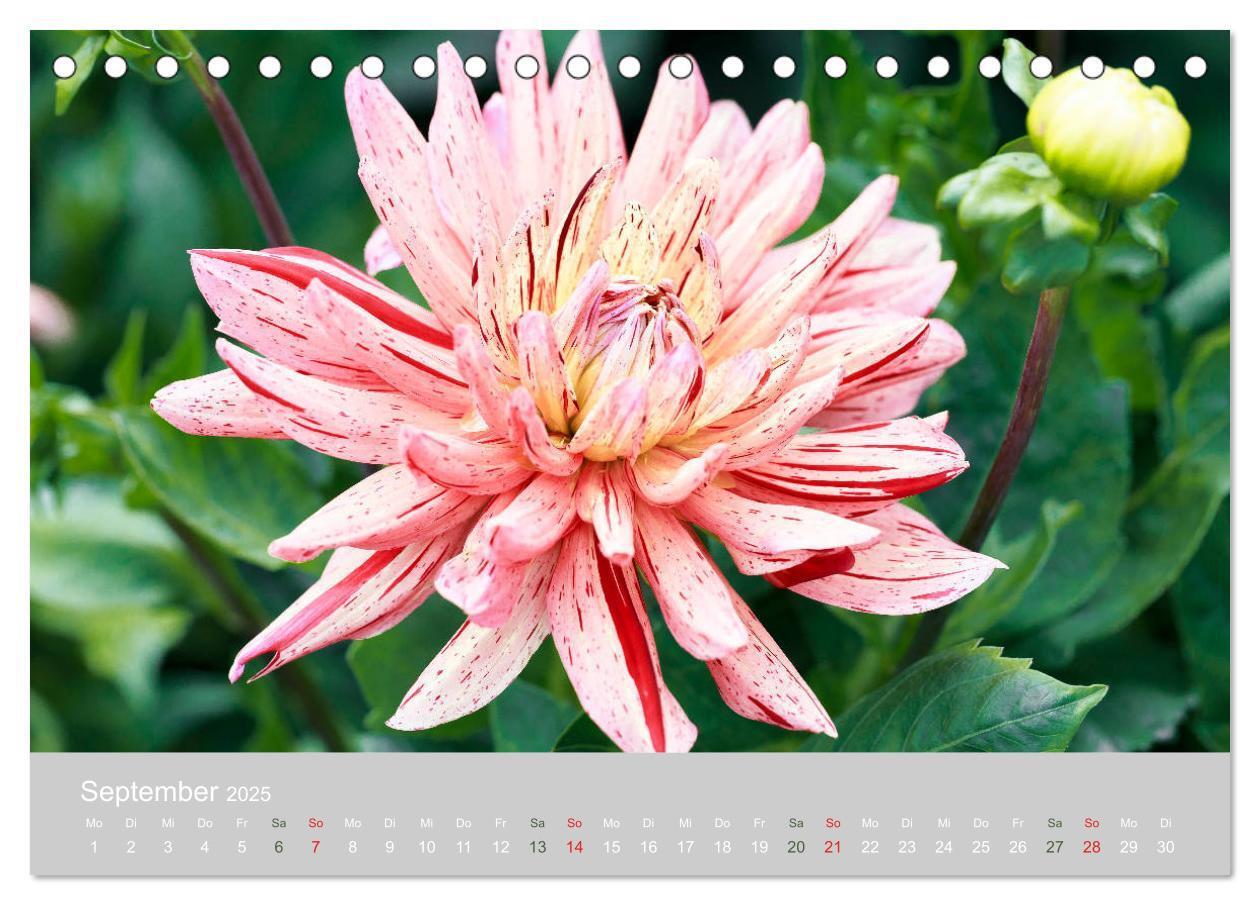 Bild: 9783435298815 | Dahlien - Prachtvolle Blüten des Spätsommers (Tischkalender 2025...