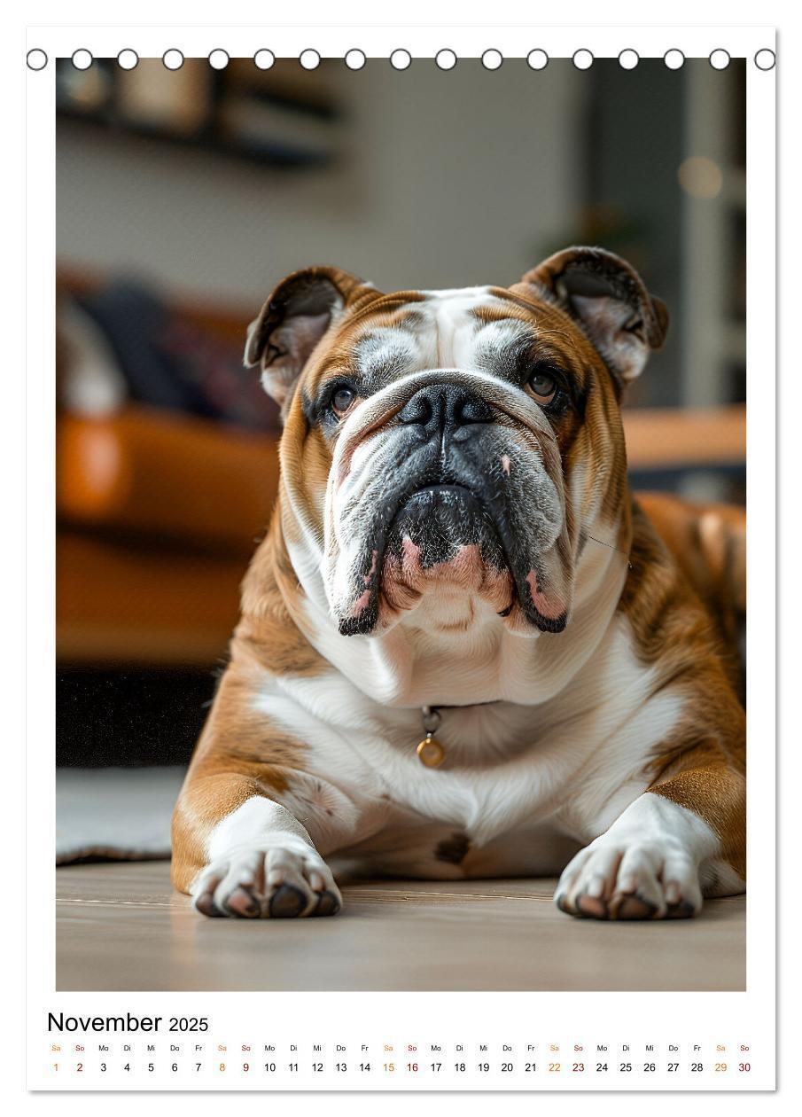 Bild: 9783457175767 | Englische Bulldogge - sanfter Kumpel (Tischkalender 2025 DIN A5...