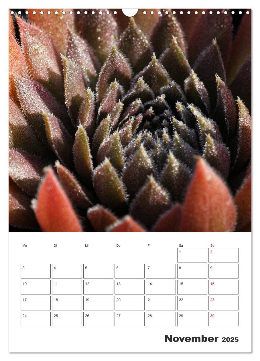 Bild: 9783457021675 | Ich liebe Sempervivum (Wandkalender 2025 DIN A3 hoch), CALVENDO...