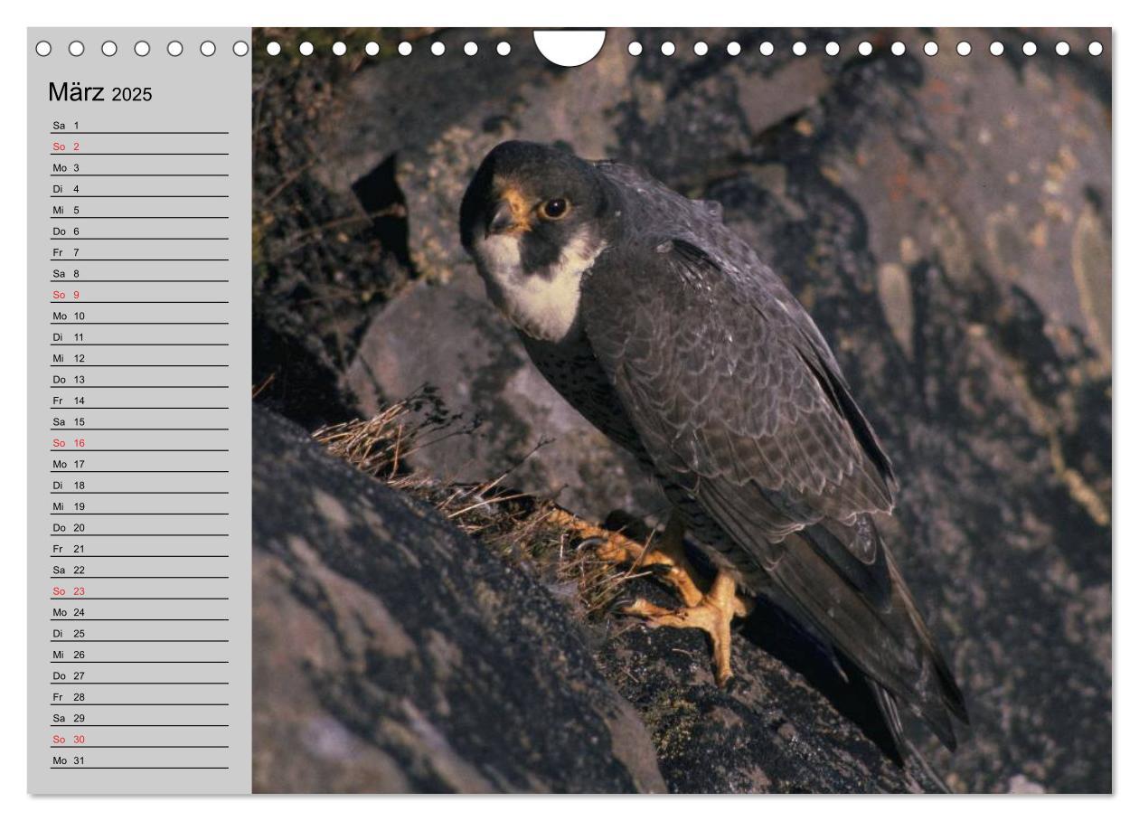 Bild: 9783435549535 | Falken und Greifvögel - Edle Jäger (Wandkalender 2025 DIN A4 quer),...