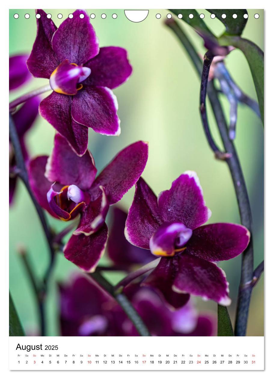 Bild: 9783435961290 | Orchideen (Wandkalender 2025 DIN A4 hoch), CALVENDO Monatskalender