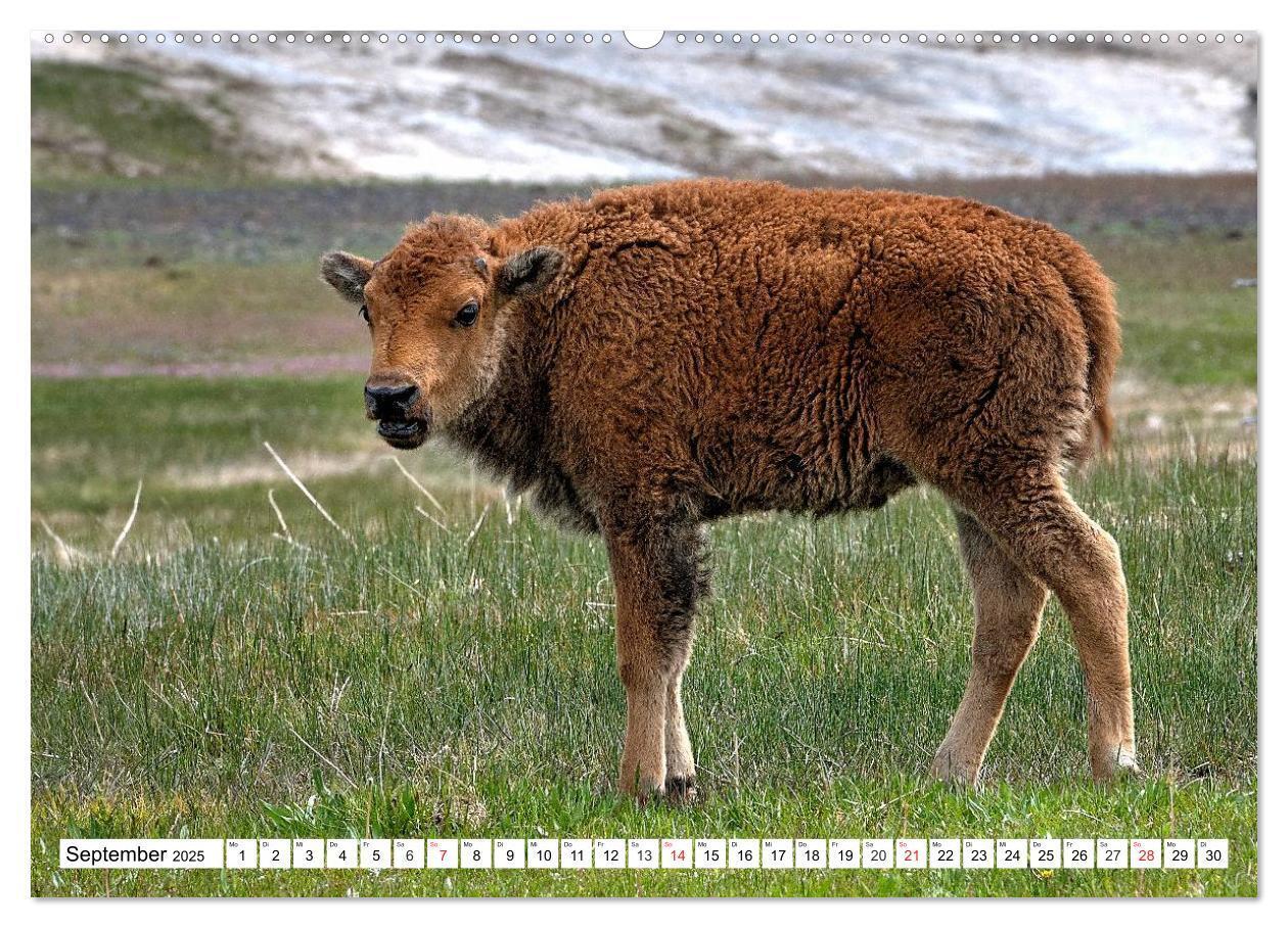 Bild: 9783435602872 | TATONKA Der nordamerikanische Bison (Wandkalender 2025 DIN A2...