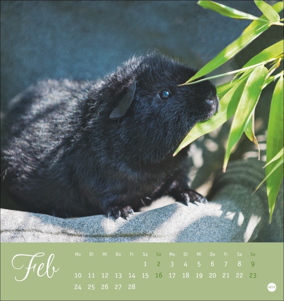 Bild: 9783756407101 | Kuschelige Meerschweinchen Postkartenkalender 2025 | Monika Wegler