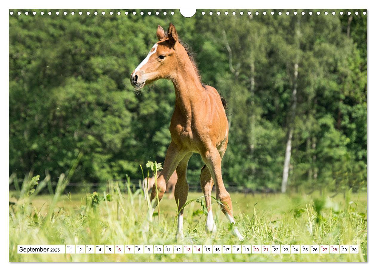 Bild: 9783435090259 | Fohlen - das Leben ist schön (Wandkalender 2025 DIN A3 quer),...