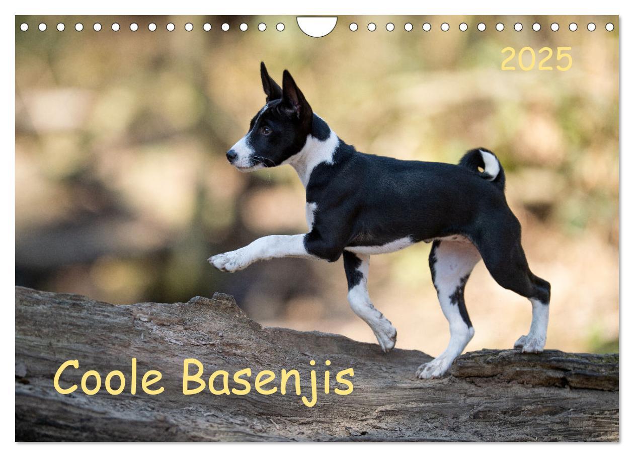 Cover: 9783435025978 | Coole Basenjis (Wandkalender 2025 DIN A4 quer), CALVENDO...