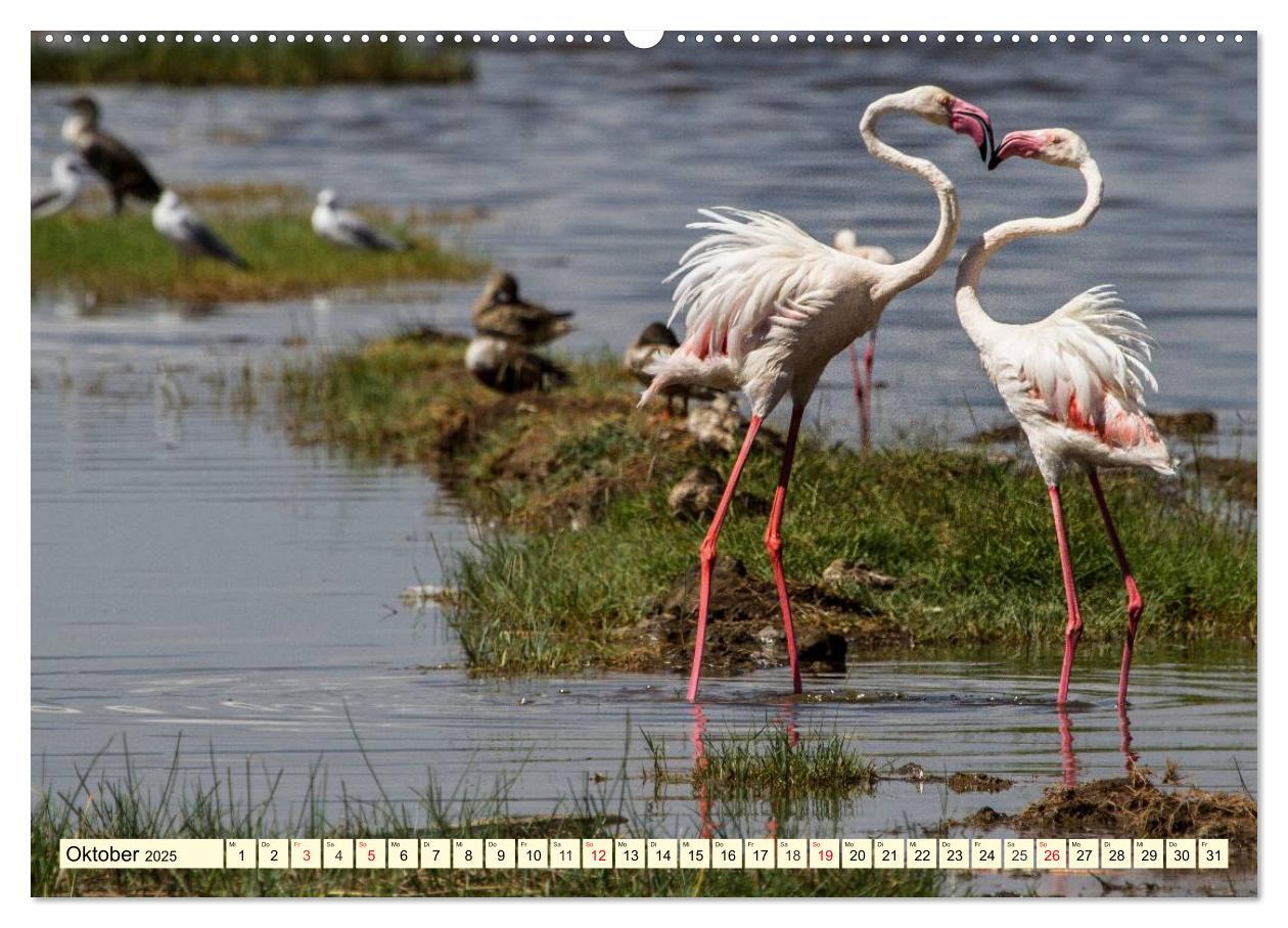 Bild: 9783435491292 | Wildes Leben in Botswana (Wandkalender 2025 DIN A2 quer), CALVENDO...