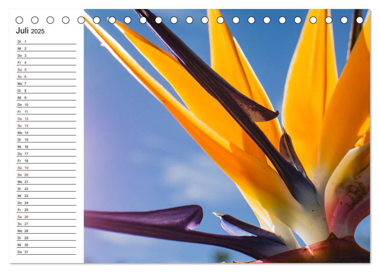 Bild: 9783435389124 | Strelitzien - die Paradiesvögel unter den Blumen (Tischkalender...