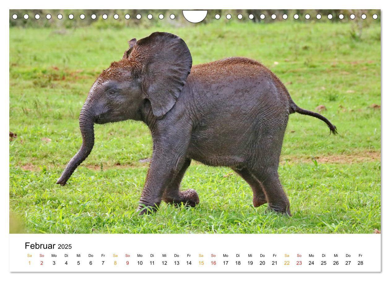 Bild: 9783435229093 | ADDO ELEPHANT NATIONAL PARK Elefanten Babies (Wandkalender 2025 DIN...