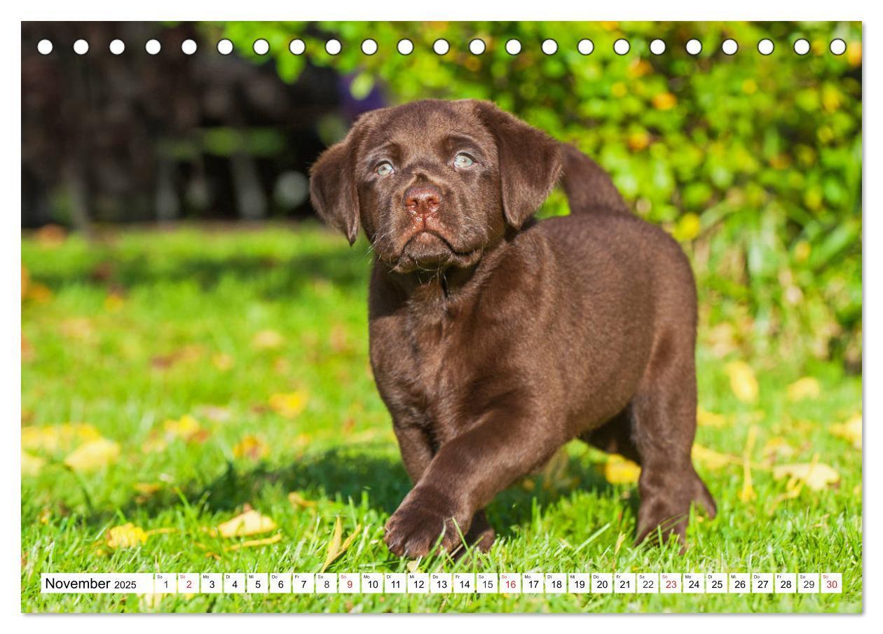 Bild: 9783435210121 | Labrador Retriever Welpen - Kleine Weltentdecker (Tischkalender...