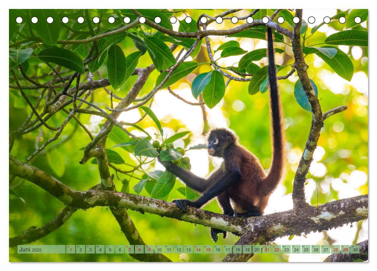 Bild: 9783457163610 | Tropenparadies zwischen Ozeanen Costa Rica (Tischkalender 2025 DIN...