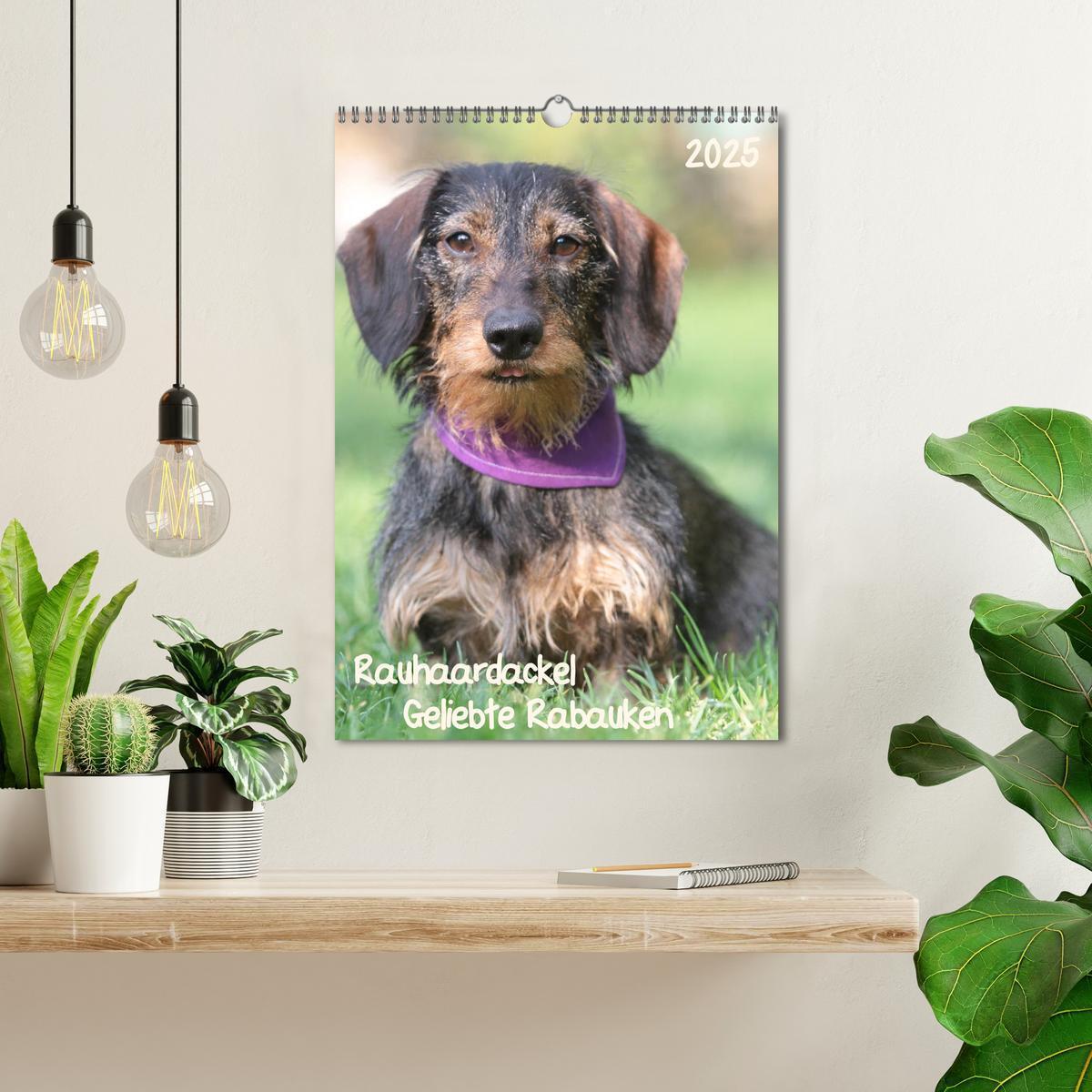 Bild: 9783457022252 | Geliebte Rabauken - Rauhaardackel (Wandkalender 2025 DIN A3 hoch),...